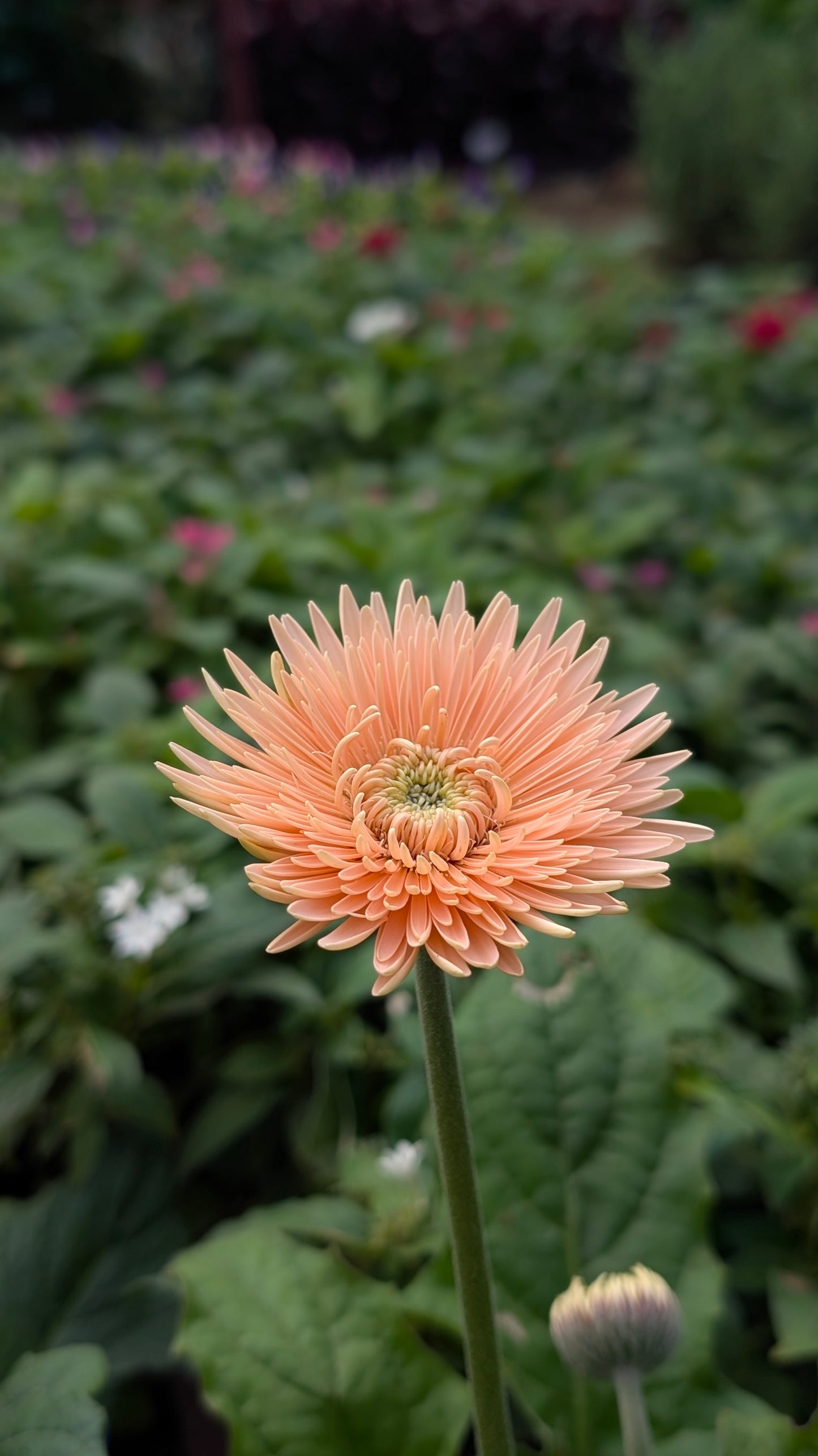 Gerbera any colour