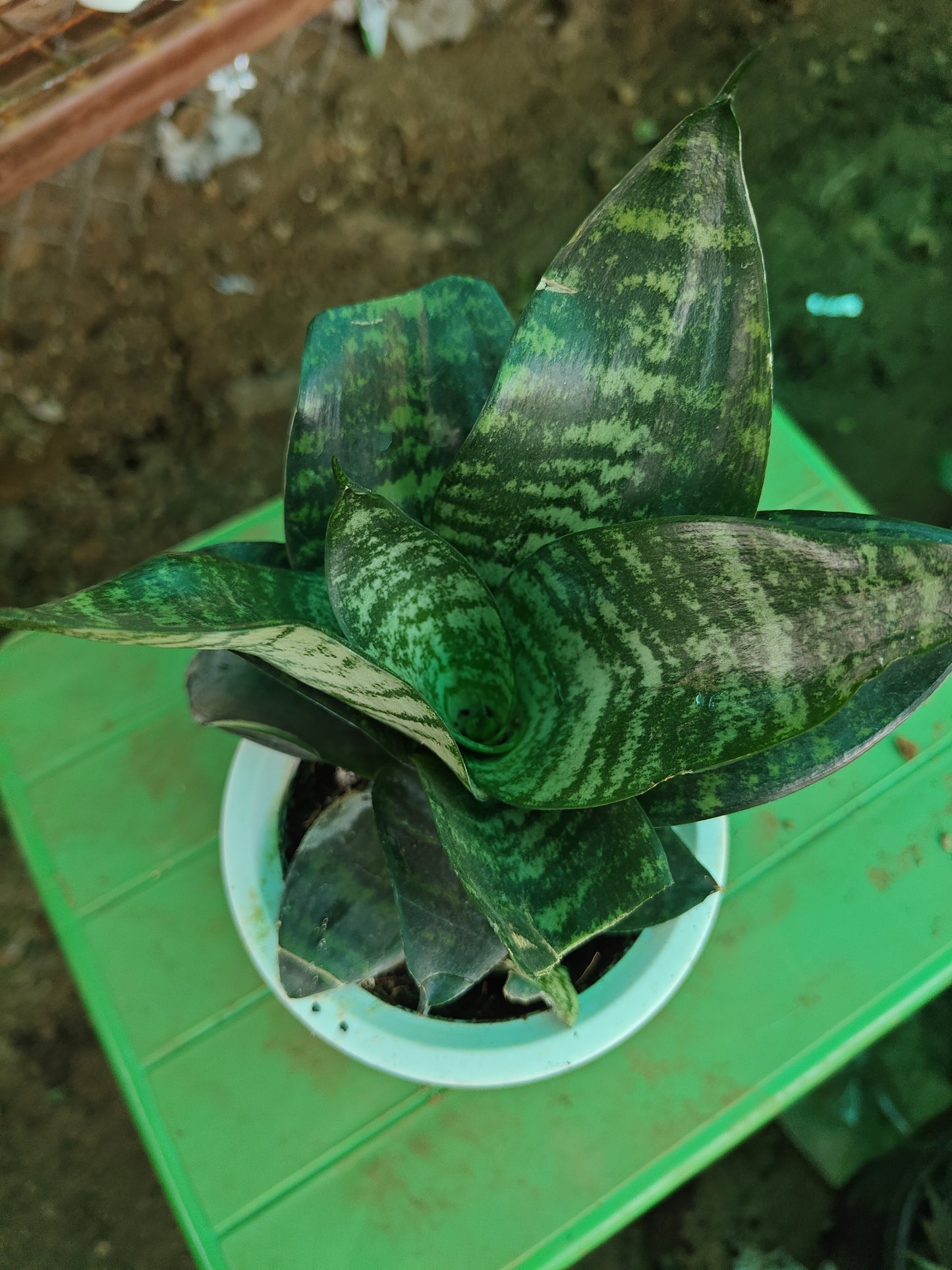 Water Snake plant