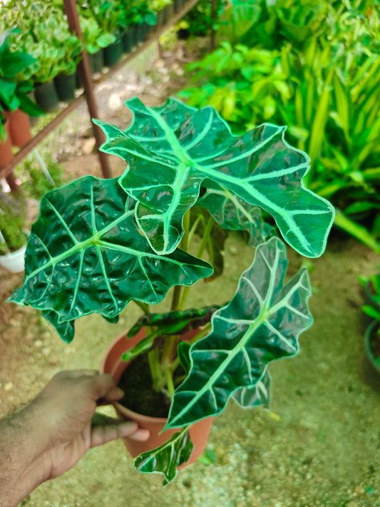 Allocasia Poly