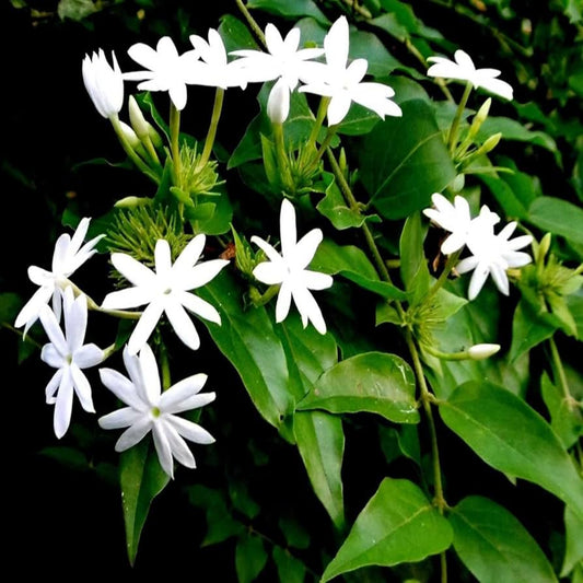 Sannajaji Creeper plant