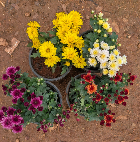 Mini Chamanthi any colour