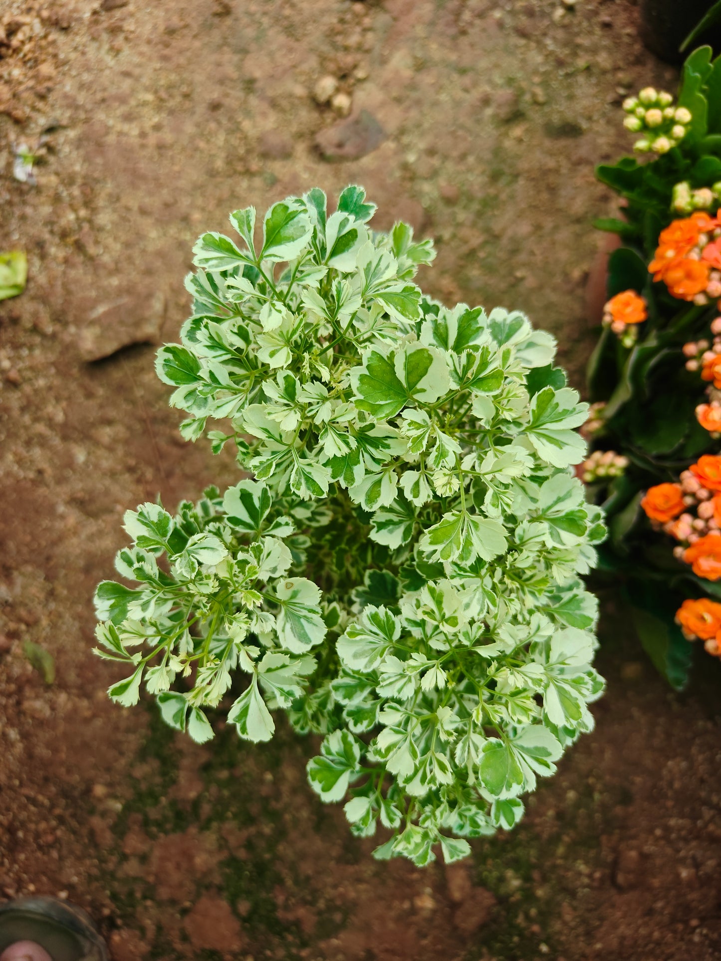 Arelia Mini Pot