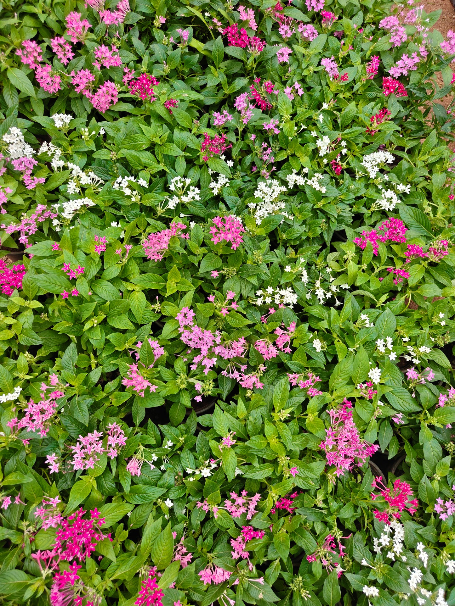 Pentas any colour