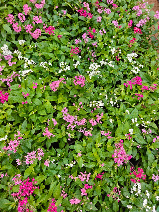 Pentas any colour