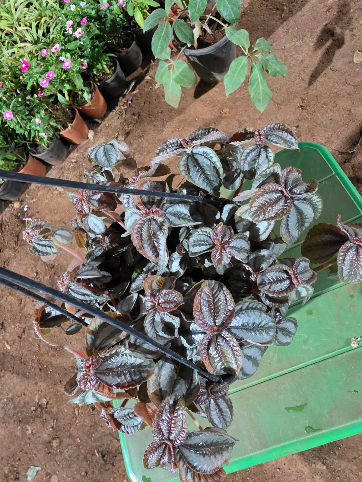 Pilea Bronze