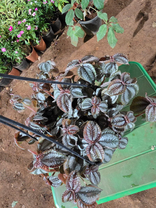 Pilea Bronze