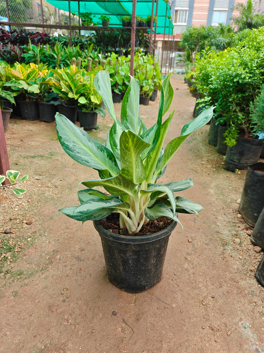 Aglonema varieties