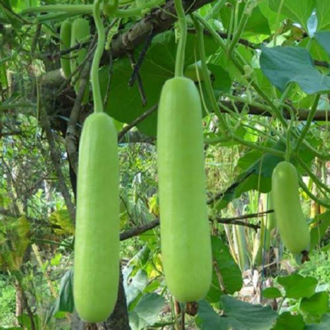 Bottle Gourd Seeds ( Sarita Variety )