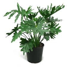 Philodendron Selum