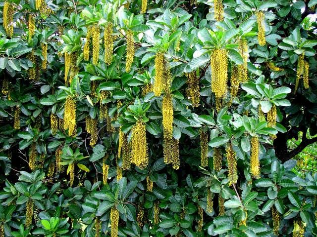 Golden Chain Plant