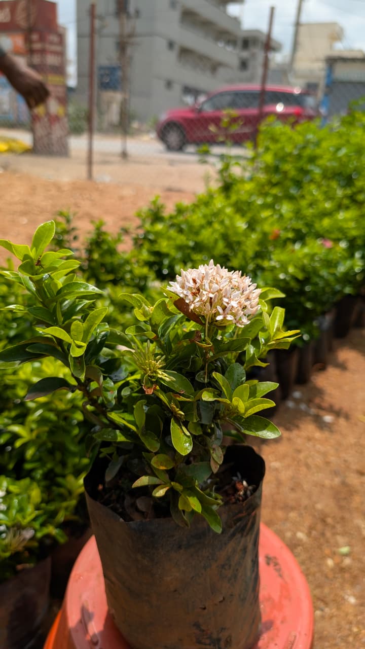 Ixora
