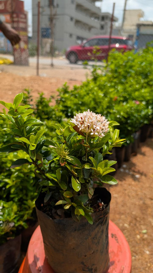 Ixora