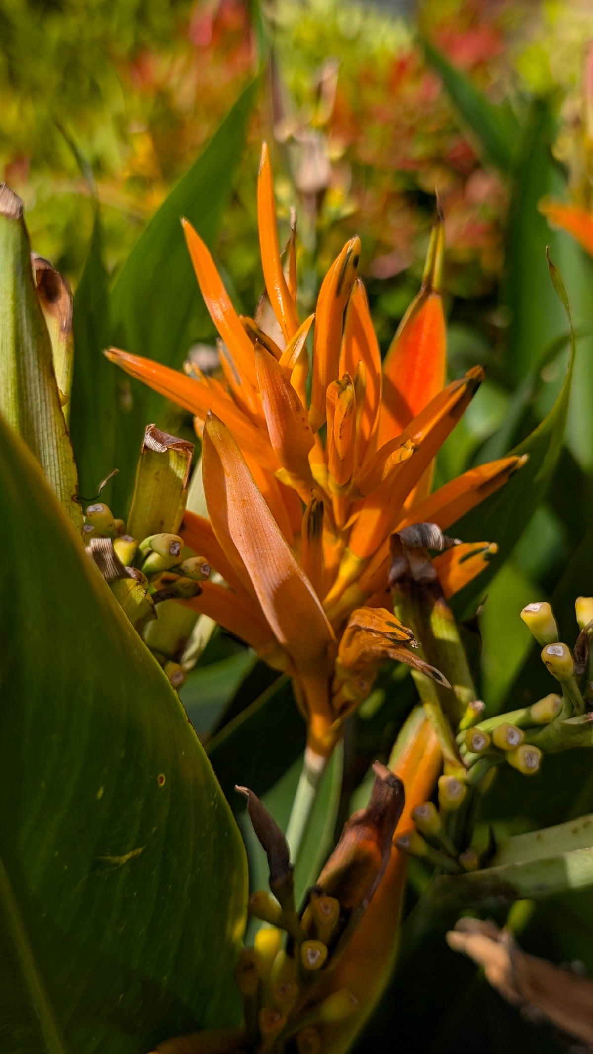 Heliconia 13/13 bag
