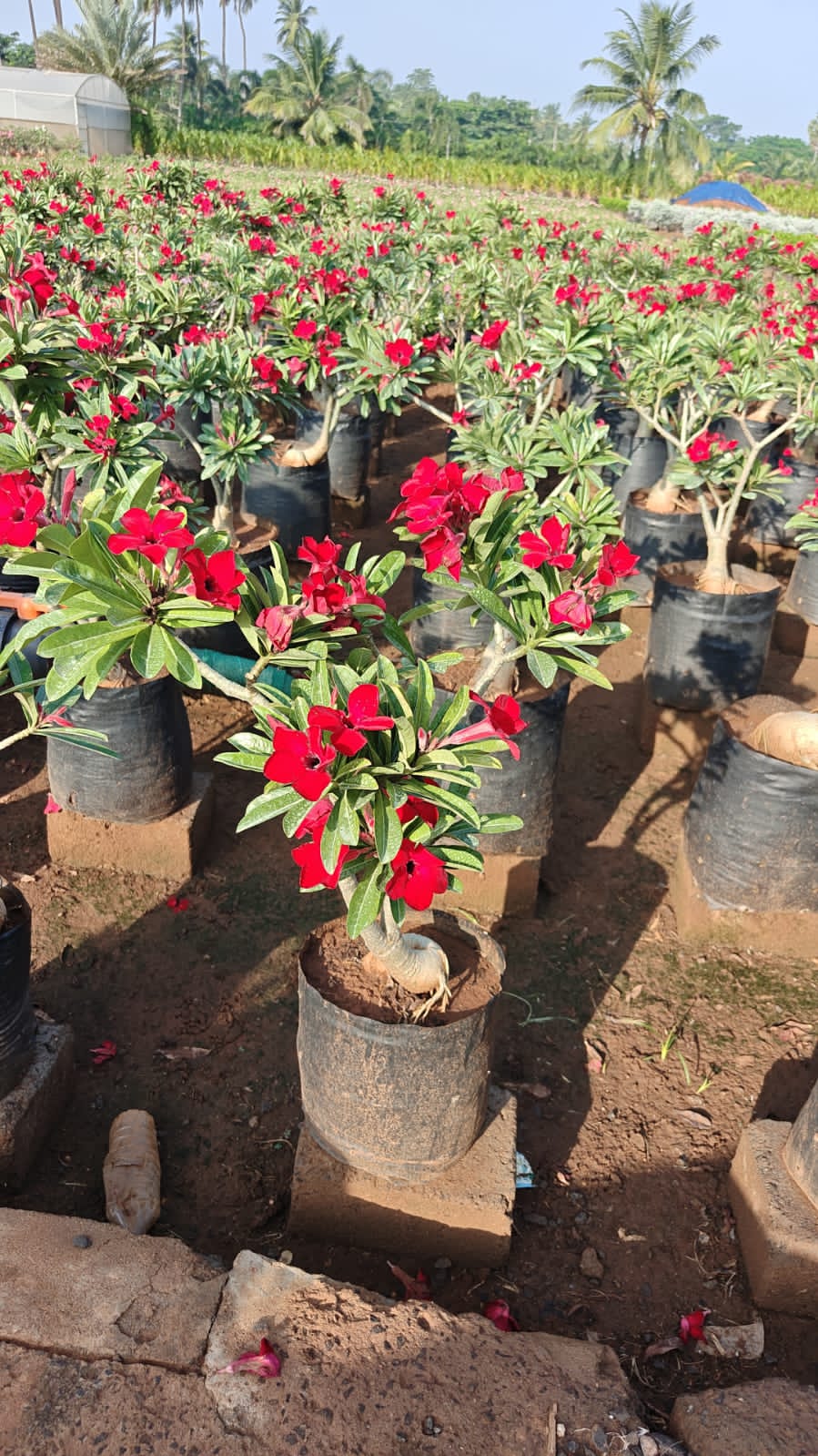 Adenium red plant