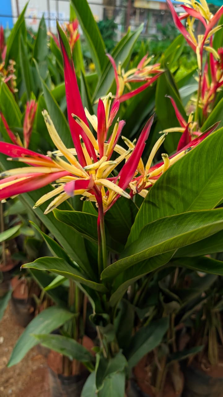 Heliconia 13/13 bag