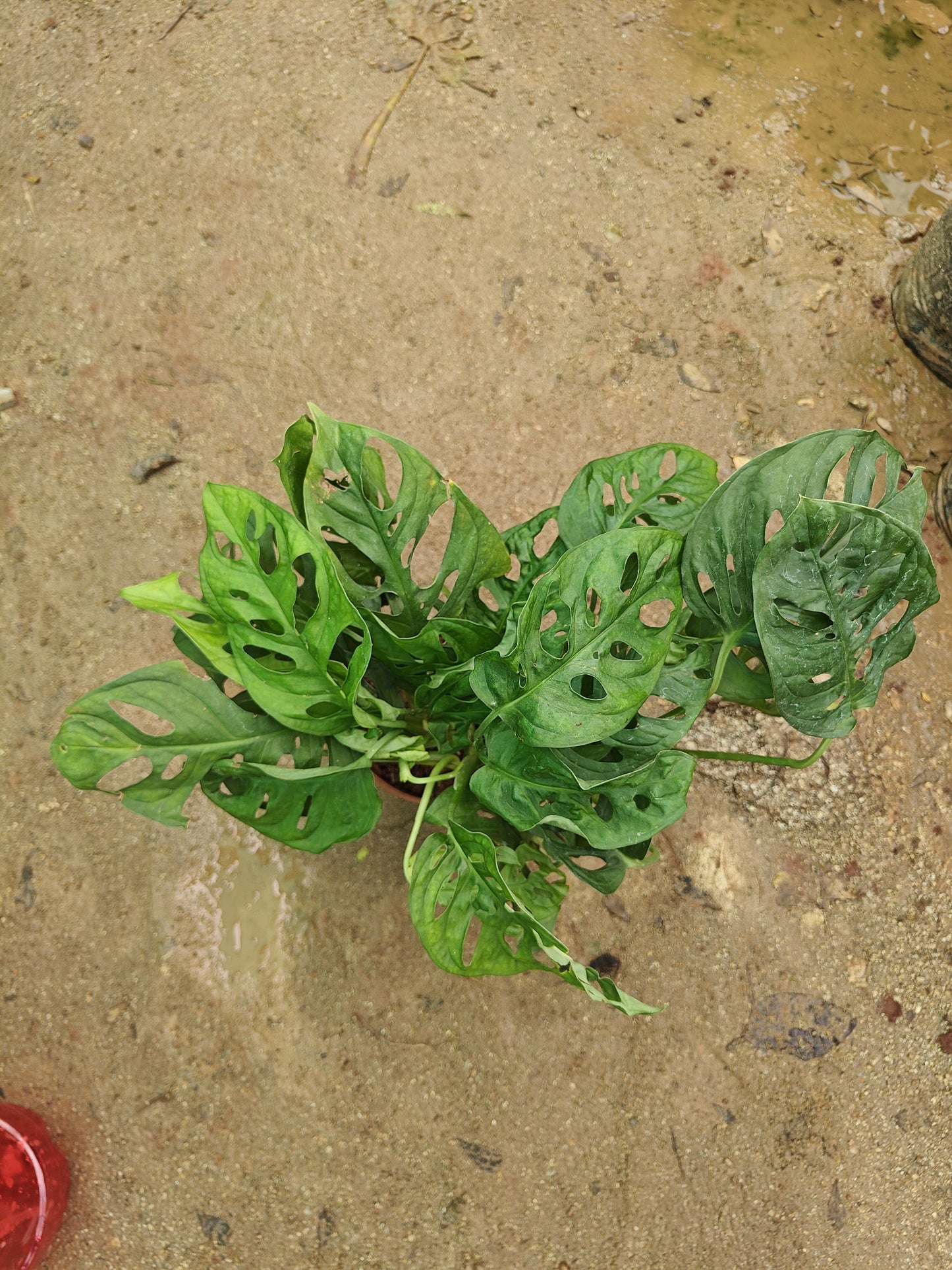 Broken Heart Plant