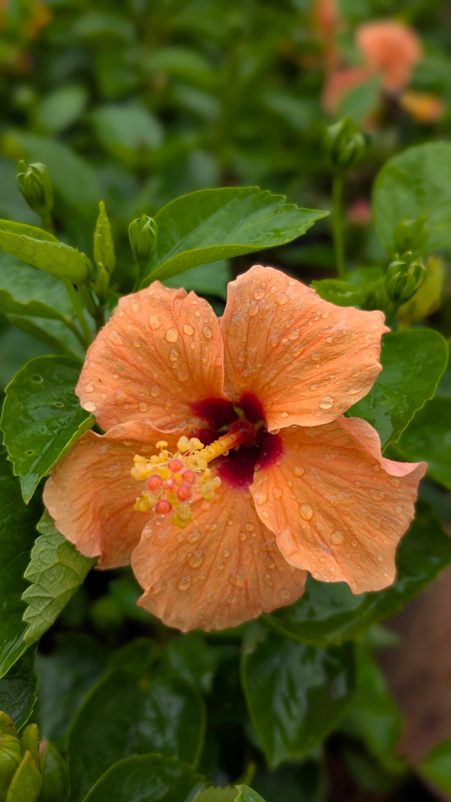 Hibiscus mix