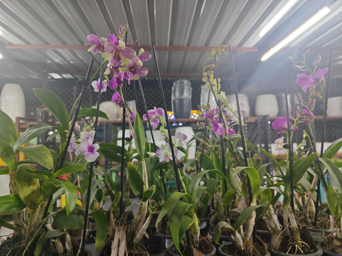 Orchid