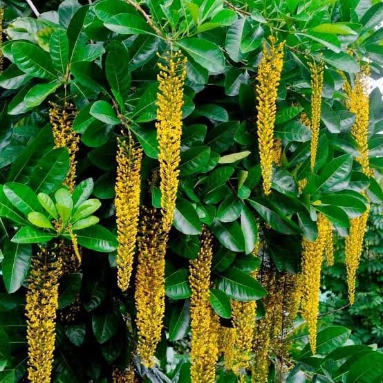 Golden Chain Plant