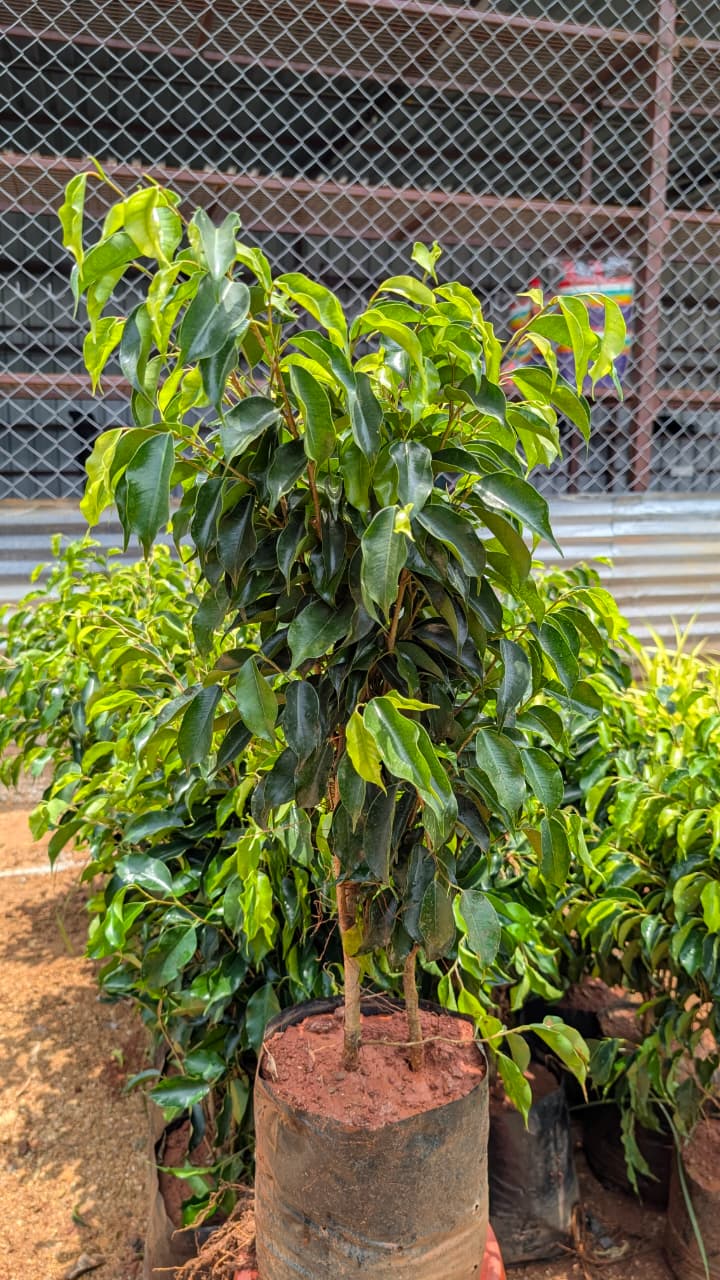 Black ficus
