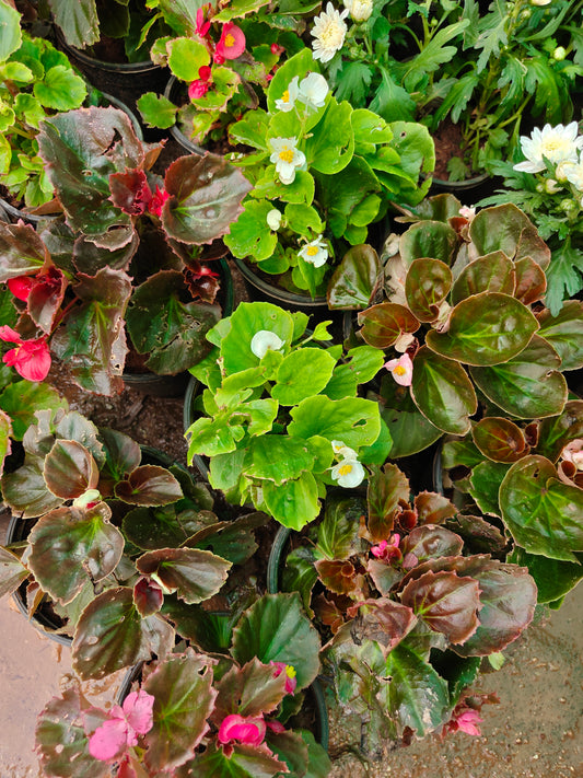 Begonia
