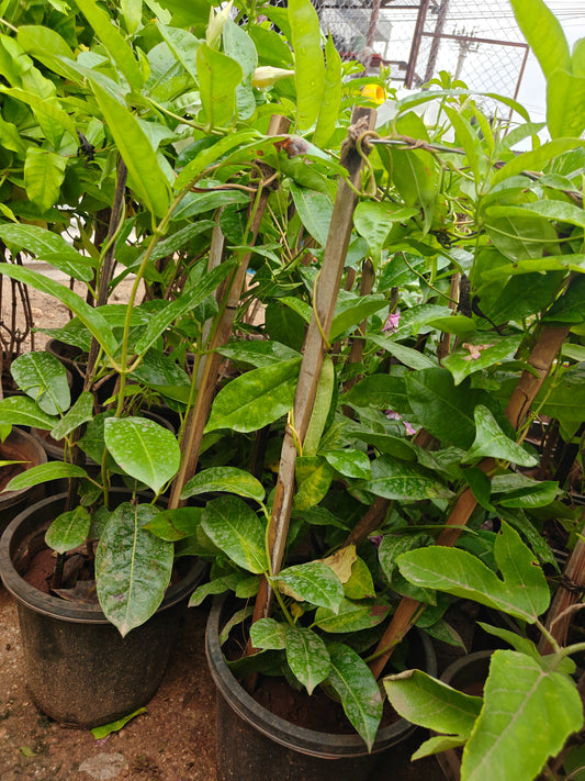 Mandevalli creeper