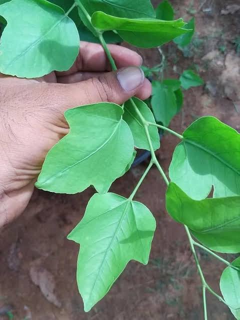 Ekabilvam
