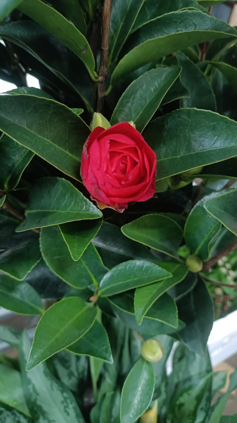 Camelia