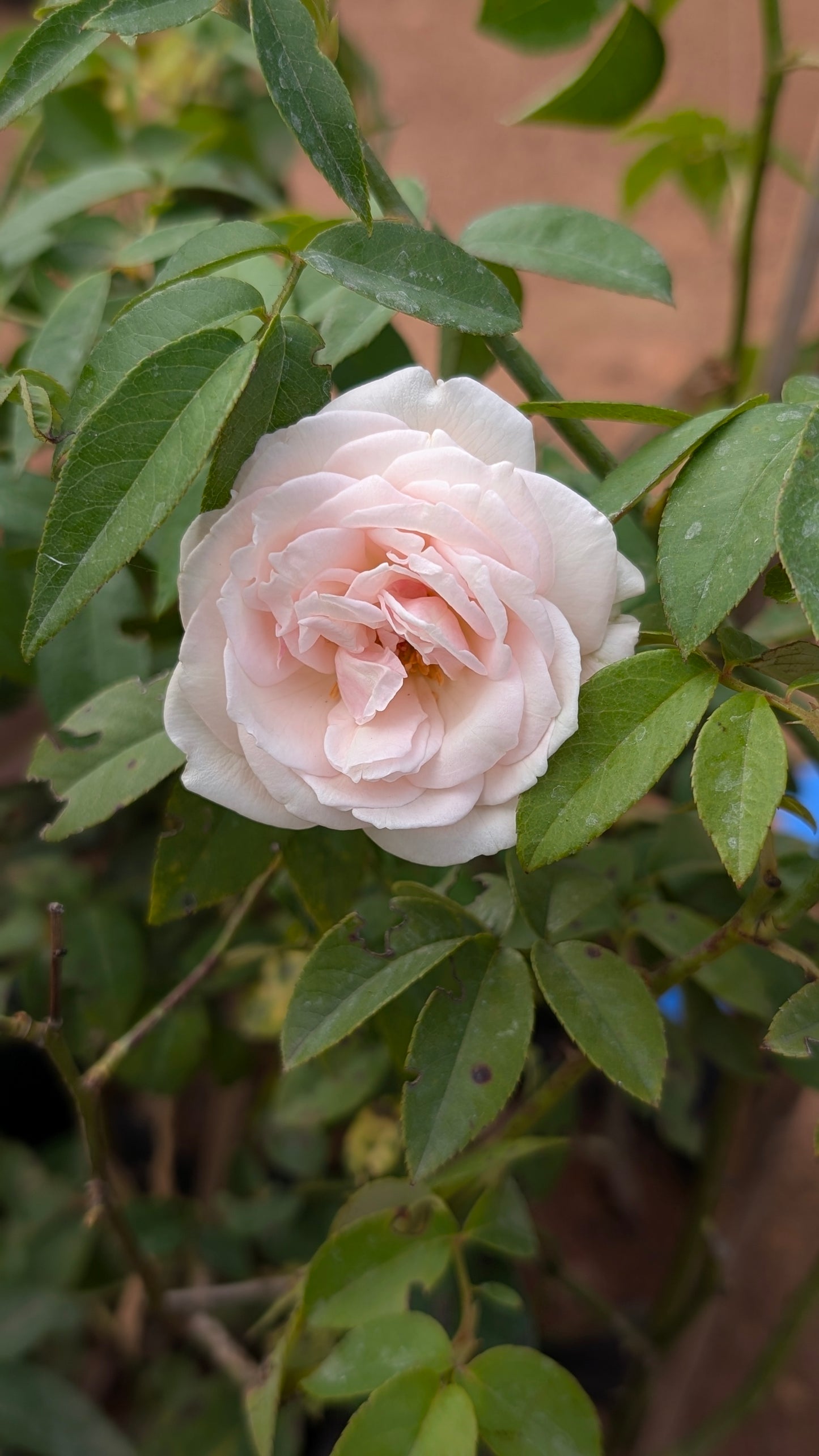 Dutch Rose