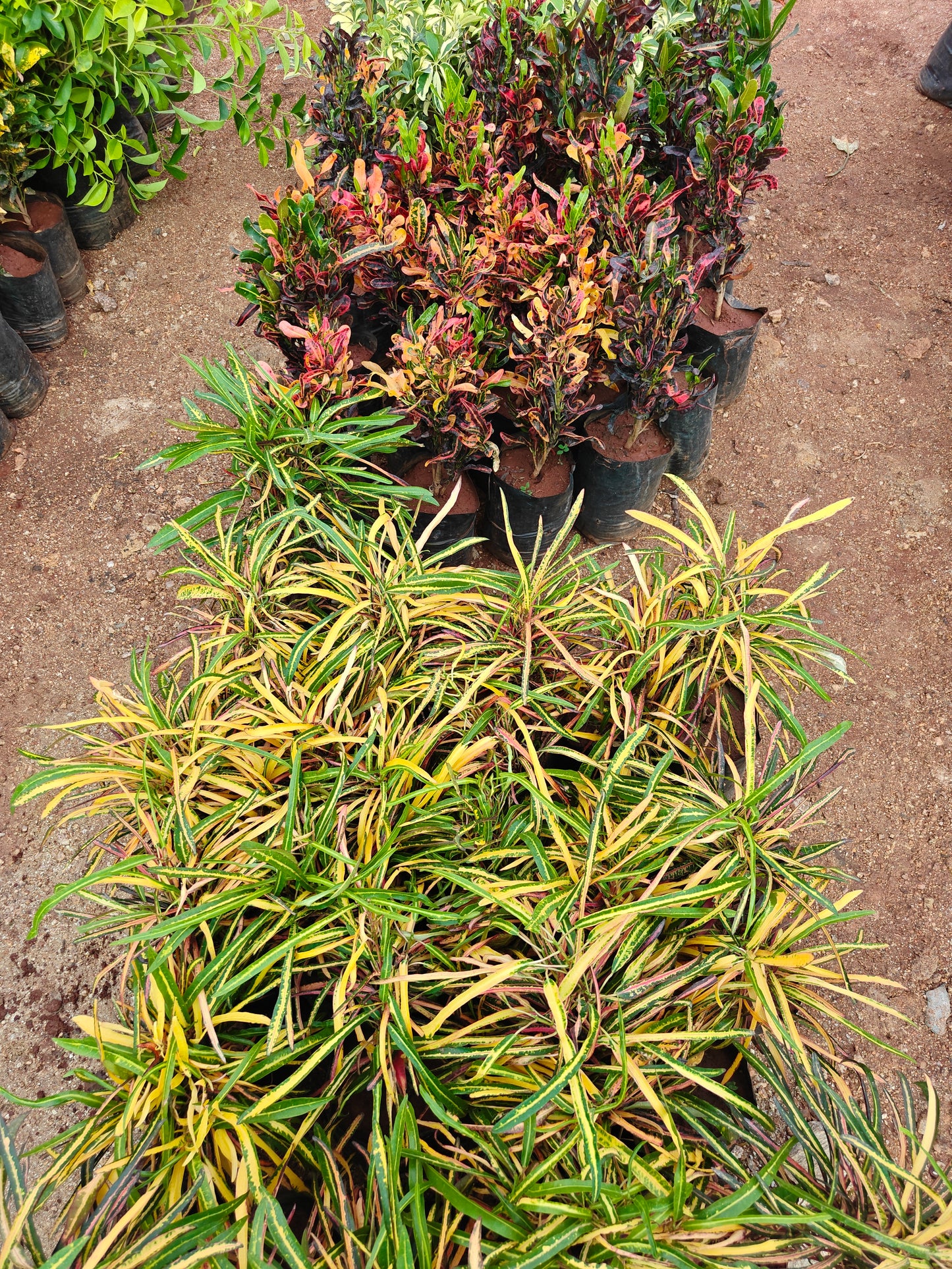 Multi Croton
