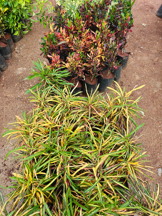 Multi Croton