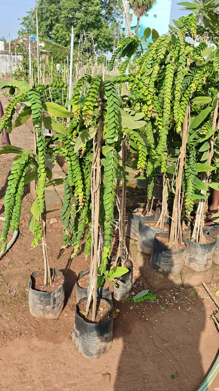 Valujeda plant