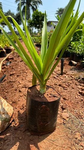 Crinum Lilly