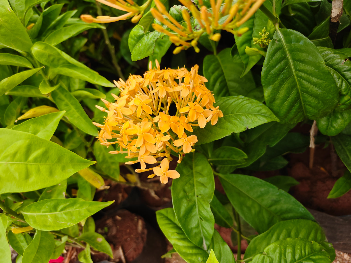 Singapore Ixora