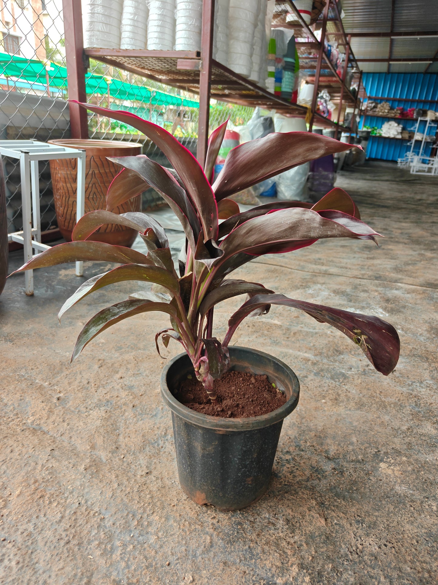 Dracena broad leaf