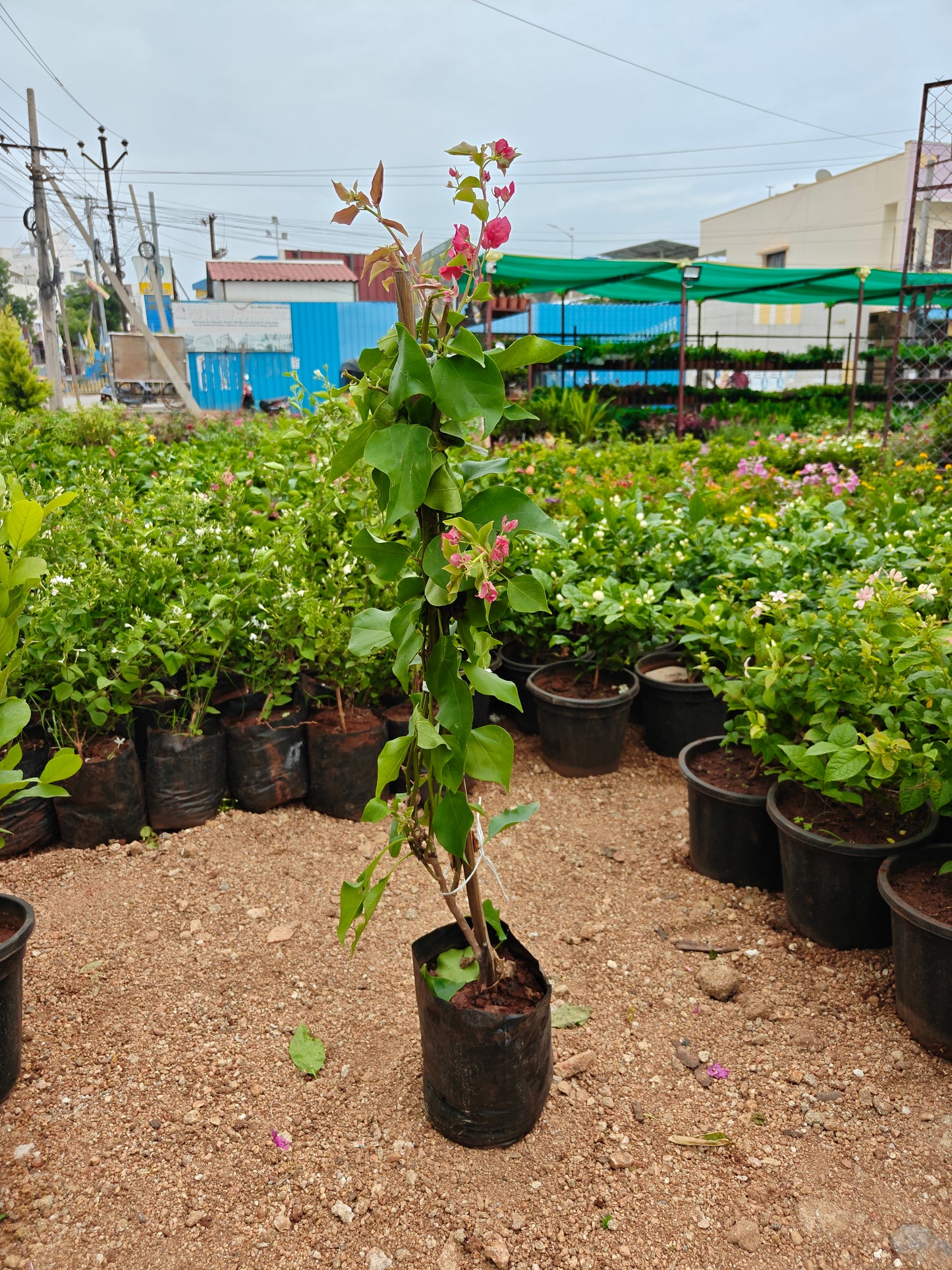 Bougainville any colour