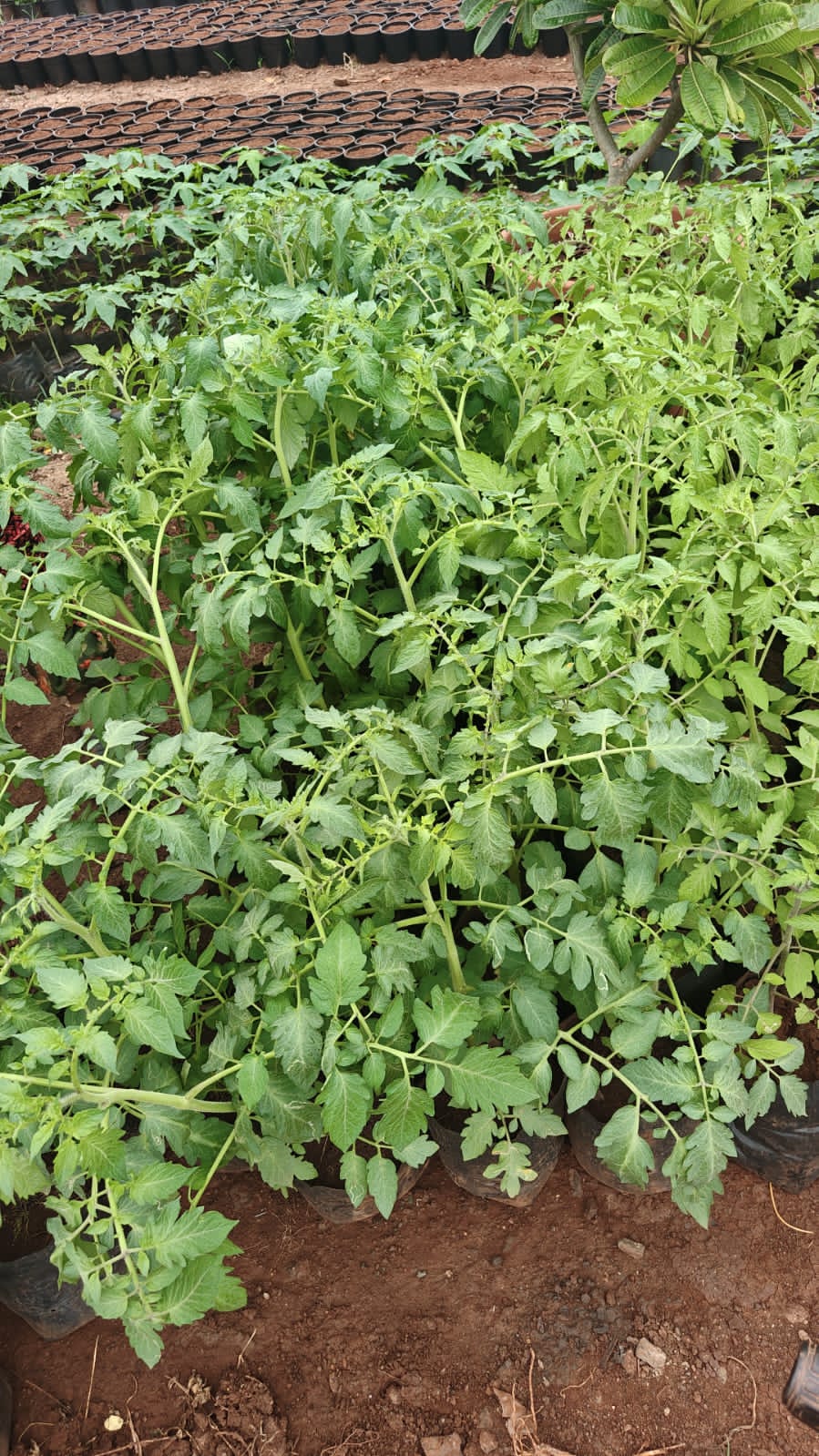Tomato plant