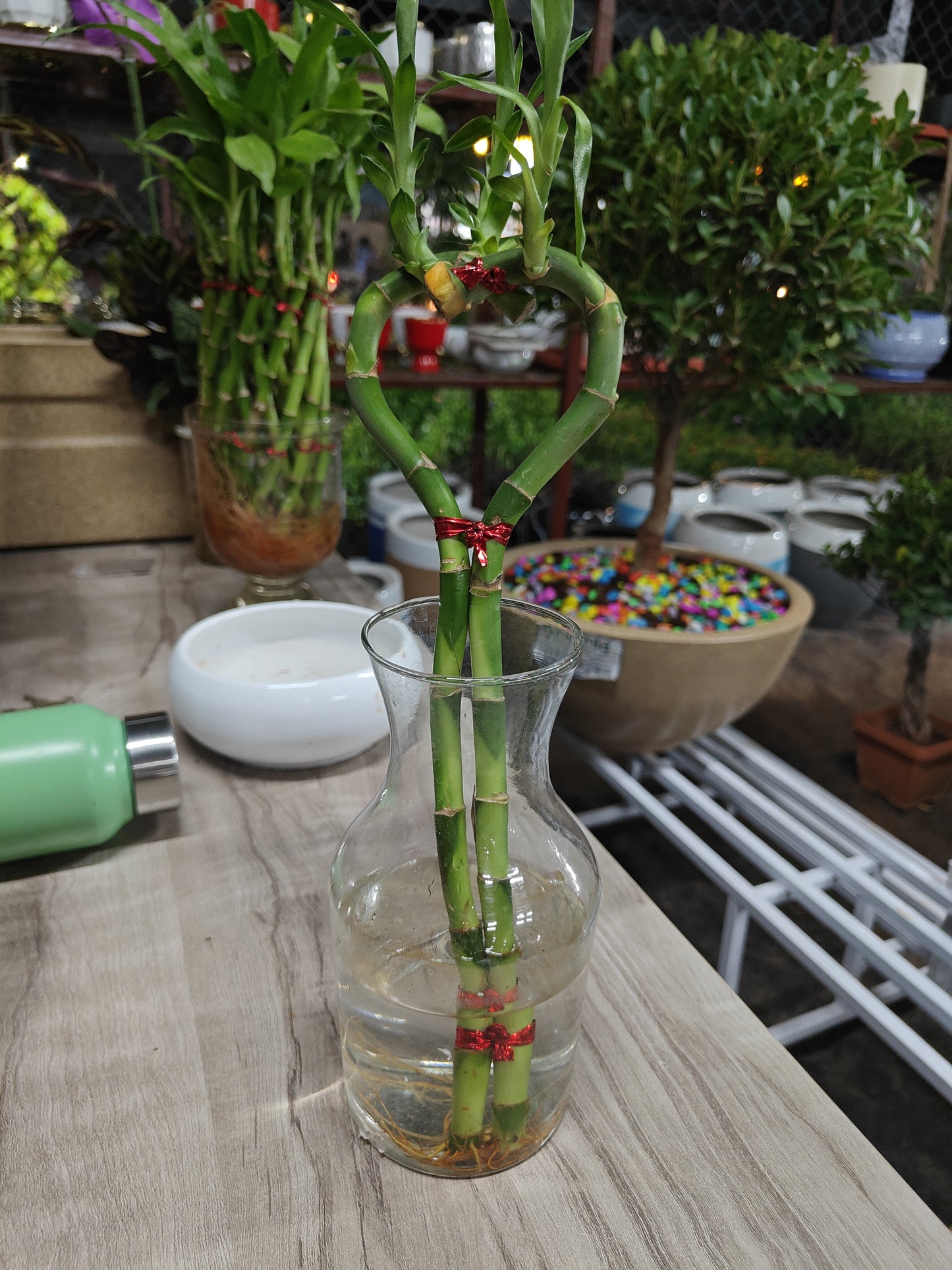 Lucky Bamboo Heart shape