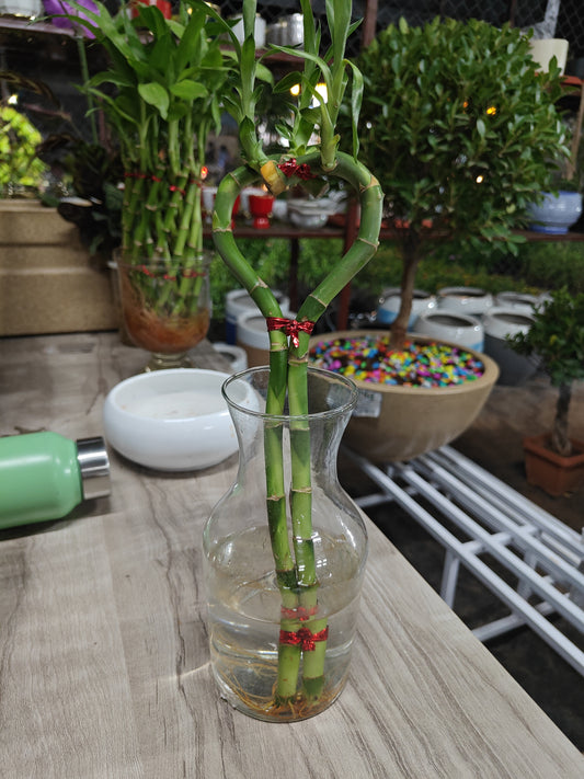 Lucky Bamboo Heart shape