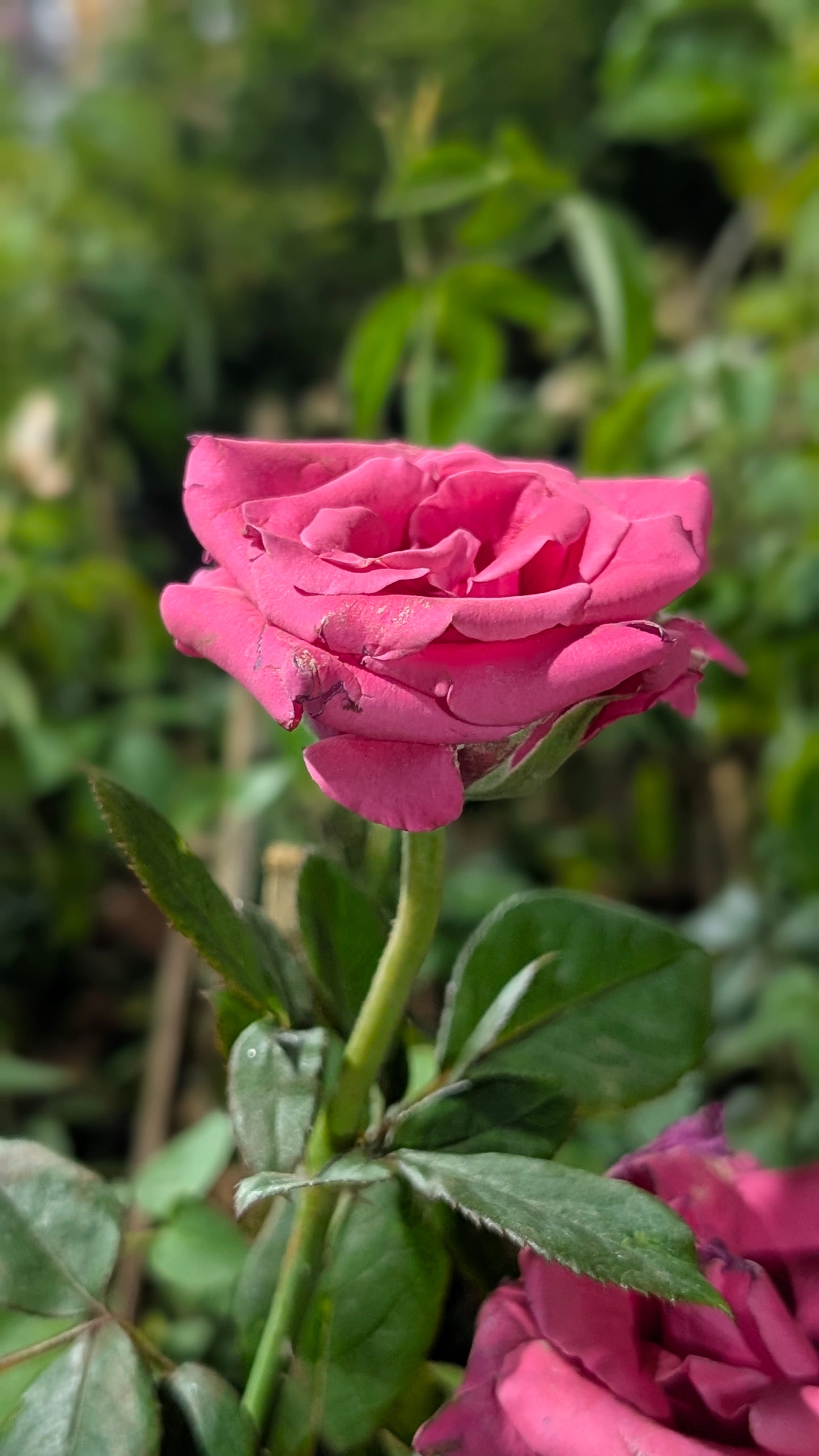 Dutch Rose