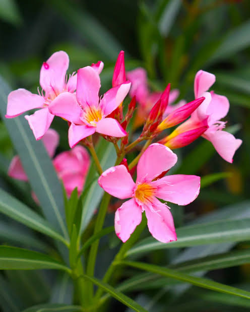 Nerium Oleander ( Ganneru ) muddha