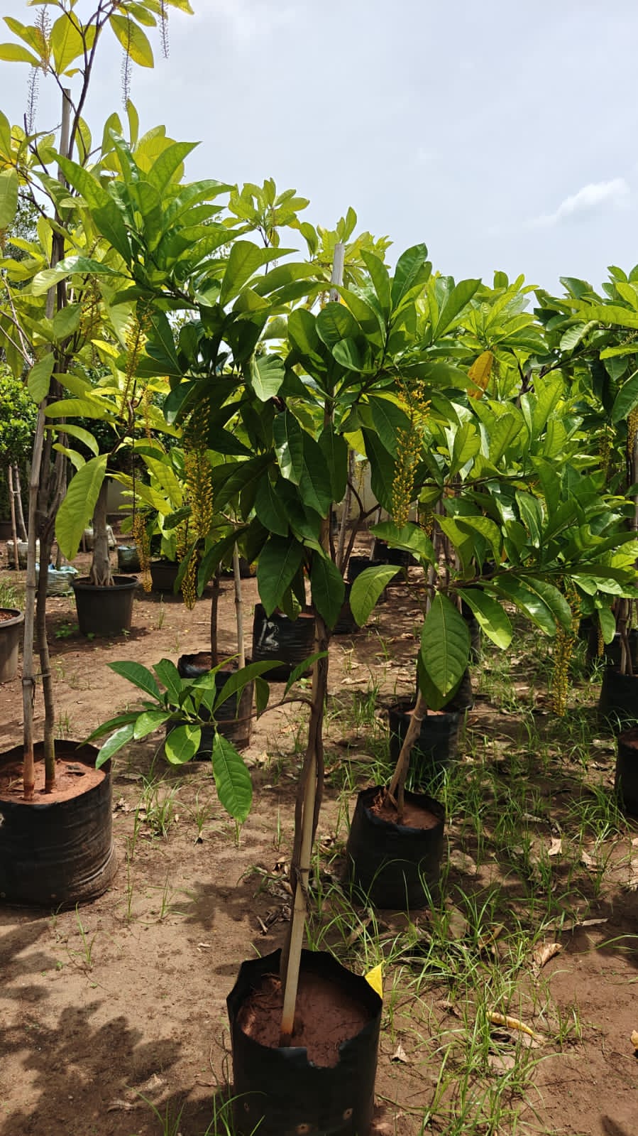 Golden Chain Plant