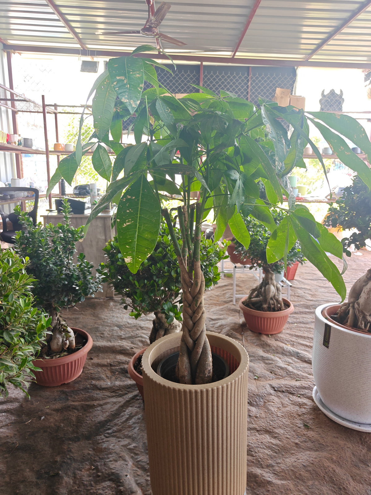 Pachira