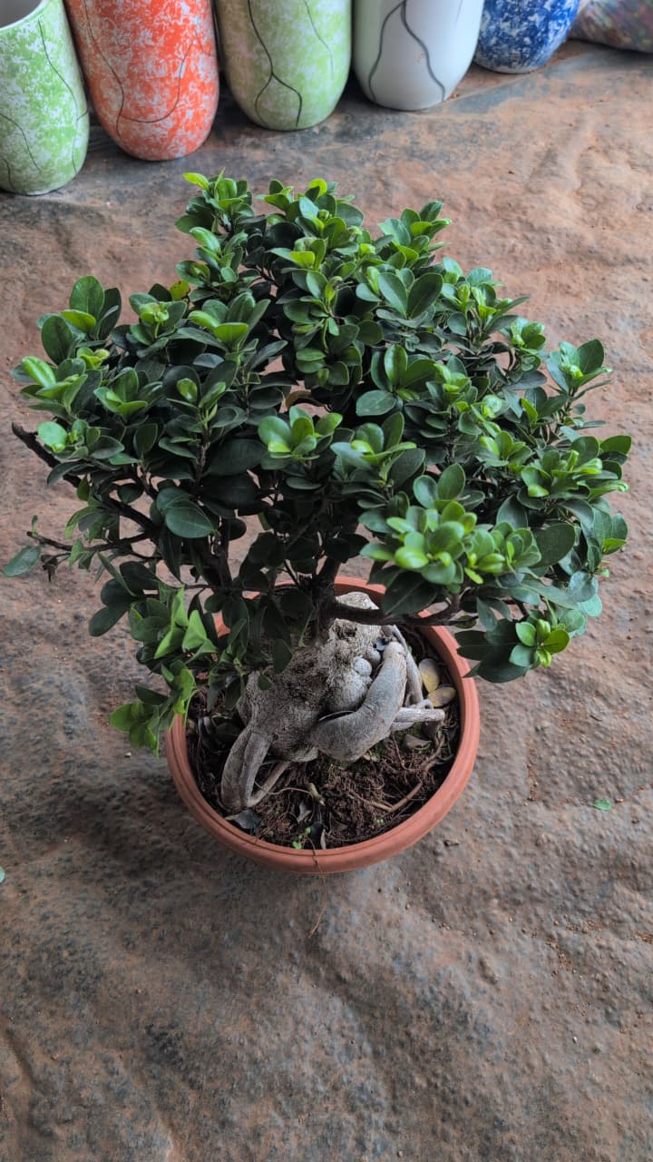 Ficus Bonsai