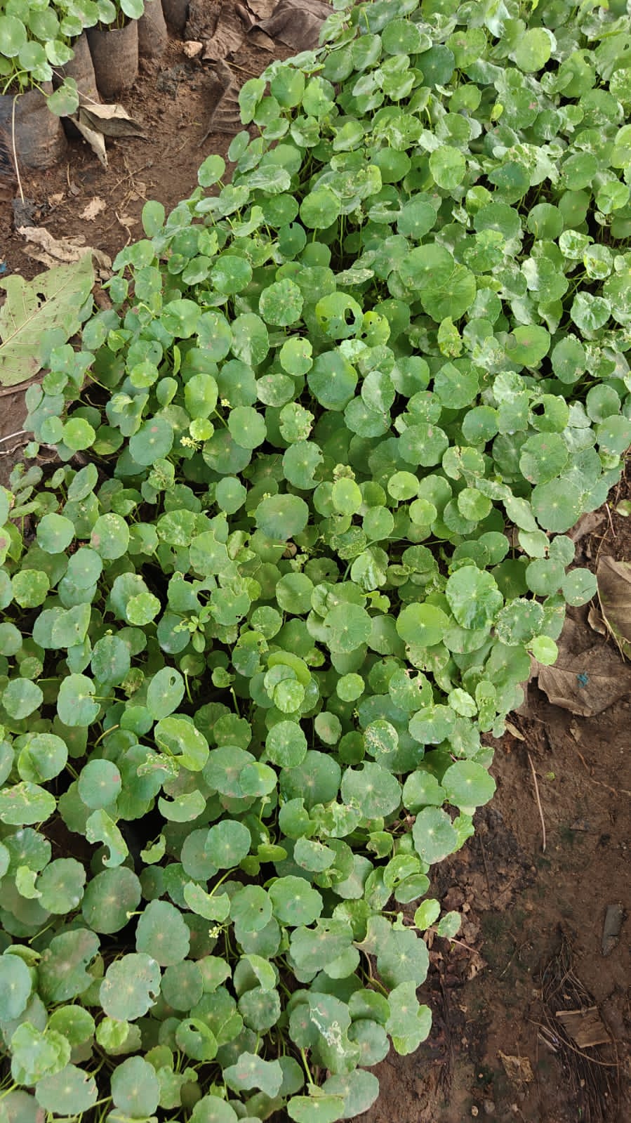 Chainese Money Plant
