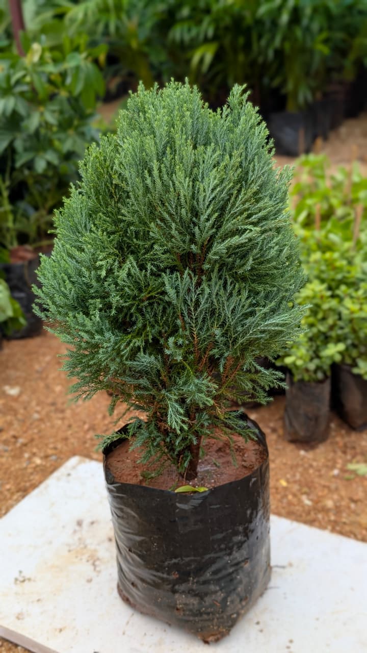 Sai Cypress