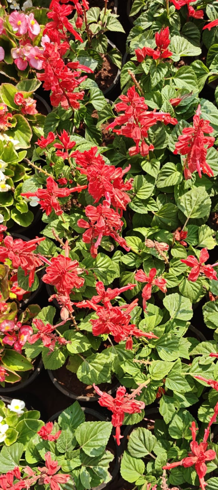 Salvia Red