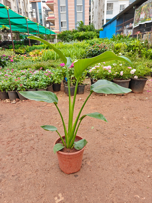 Bird of paradise
