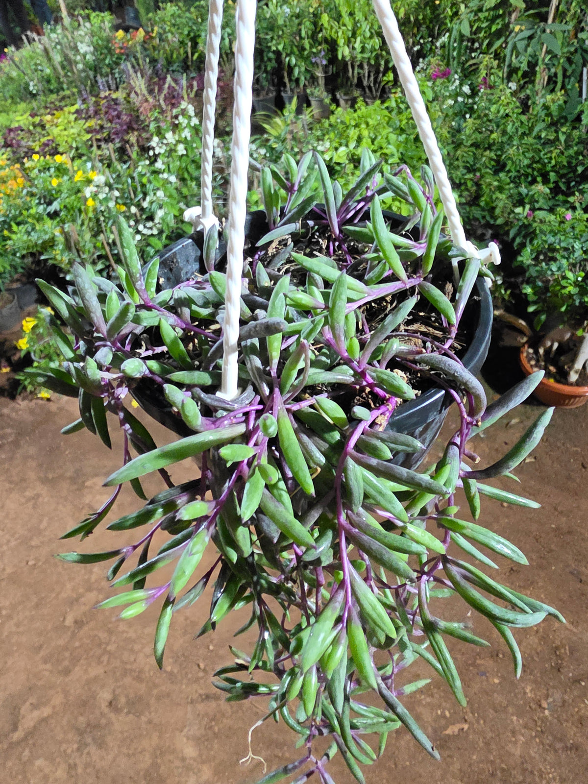 String of Rubies Hanging