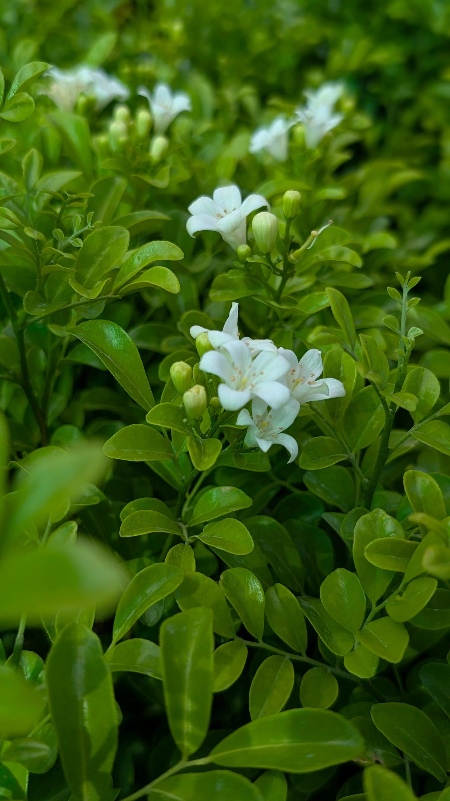 orange jasmine ( China fox )